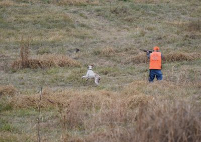 field trial photo